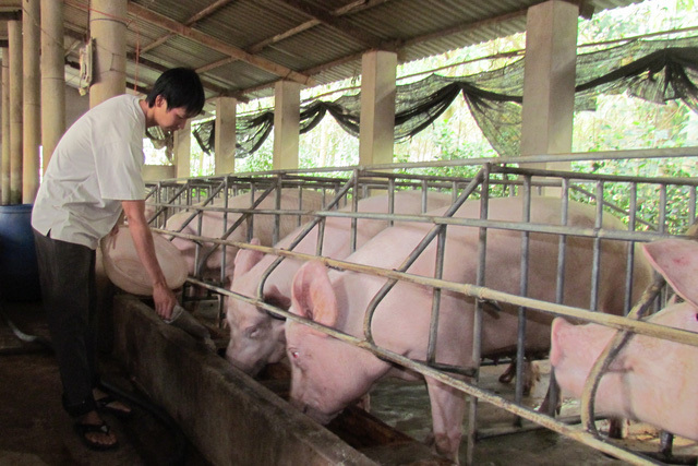 Giá thịt lợn đang tăng cao kỷ lục, nhiều địa phương giá đã gần chạm mốc 90.000 đồng/kg