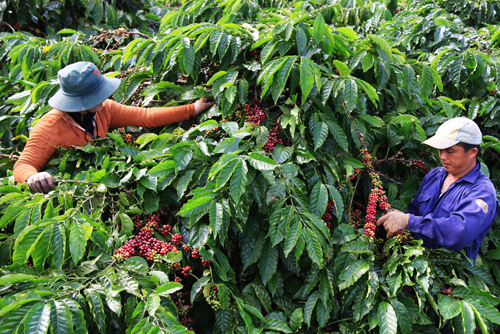 Giá cà phê hôm nay 18/1/2020 Tăng giảm nhẹ ở một vài địa phương