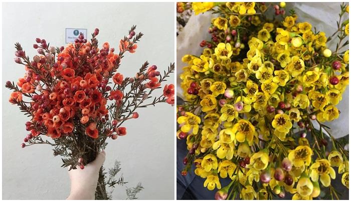 Hoa thanh liễu có nhiều màu khác nhau. (Ảnh: Facebook)