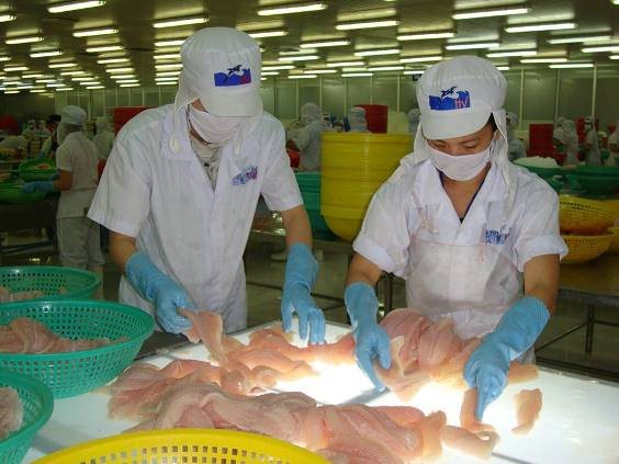 Chế biến cá tra tại Thủy sản Hùng Vương (Ảnh: IT)