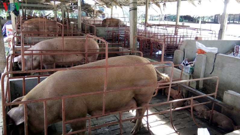 Chuyên gia cho rằng găm thịt lợn chờ giá sẽ gặp nhiều rủi ro.