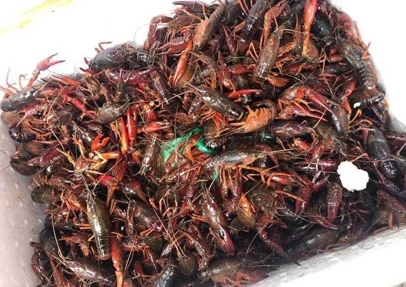 Tôm hùm đất - sinh vật ngoại lai được gọi là thủy quái tôm lai cua - tấn công thị trường Việt Nam, tạo ra cơn sốt và trở thành món ăn khoái khẩu của nhiều người